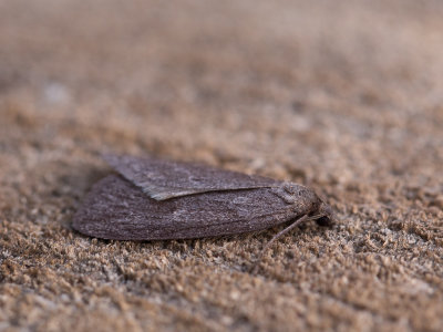 Grijze heispanner / Horse Chestnut /  Pachycnemia hippocastanaria
