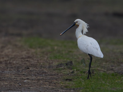 Lepelaar / Eurasian Spoonbill / Platalea leucorodia
