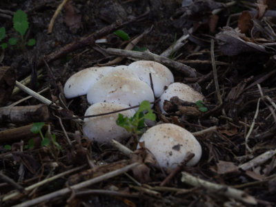 Calocybe gambosa / Voorjaarspronkridder / St. George's mushroom