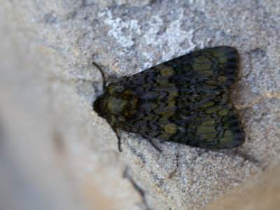Schedeldrager / Coronet / Craniophora ligustri