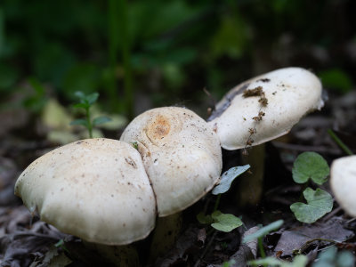 Calocybe gambosa / Voorjaarspronkridder / St. George's mushroom