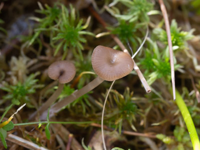 Lyophyllum palustre / Veenmosgrauwkop