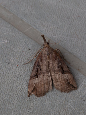 Hopsnuituil / Buttoned Snout / Hypena rostralis