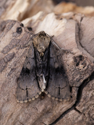 Elzenuil / Alder moth / Acronicta alni