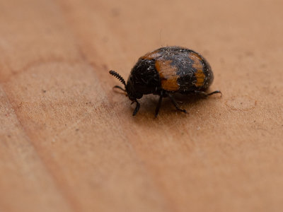 Zwartlijven / Darkling beetles / Tenebrionidae