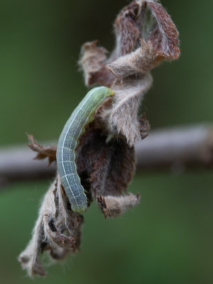 Variabele voorjaarsuil / Clouded Drab / Orthosia incerta