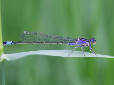 Lantaarntje / Common Bluetail / Ischnura elegans