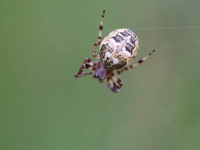 Brugspin / Bridge Spider / Larinioides sclopetarius