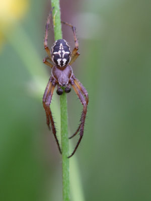 Rietkruisspin / Furrow Spider / Larinioides cornutus