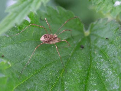 Voorjaarshooiwagen / Rilaena triangularis