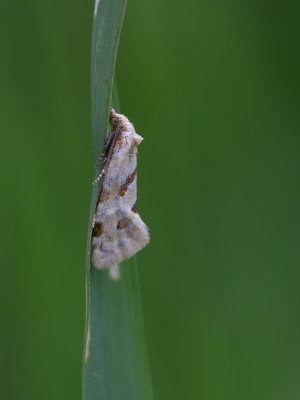 Kommabladroller / Smeathmann's aethes moth / Aethes smeathmanniana