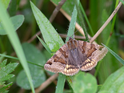 Bruine daguil / Burnet Companion Moth / Euclidia glyphica