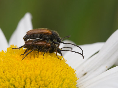 Ingekeepte smalboktor / Fairy-ring Longhorn Beetle / Pseudovadonia livida