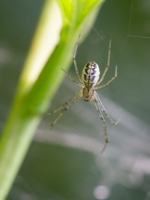 Herfsthangmatspin / Common Sheetweb Spider / Linyphia triangularis 