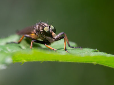 Bosrandroofvlieg / Common Awl Robberfly / Neoitamus cyanurus