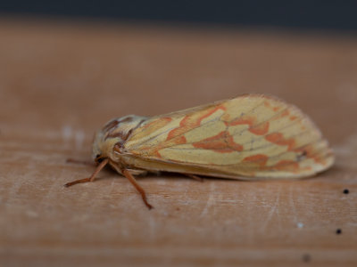 Hopwortelboorder / Ghost Moth / Hepialus humuli