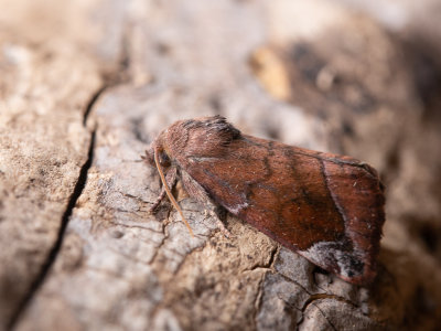 Maanuiltje / Lunar-spotted Pinion / Cosmia pyralina