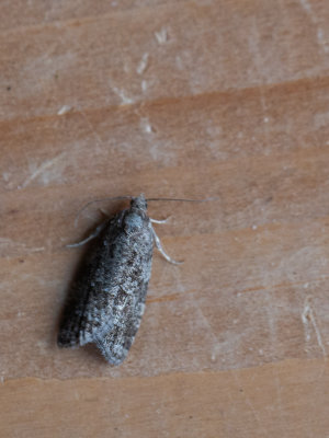 Fijne spikkelbladroller / Cnephasia asseclana