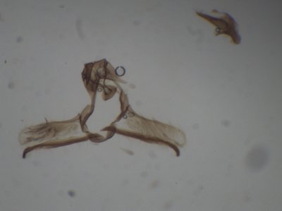 Fijne spikkelbladroller / Cnephasia asseclana