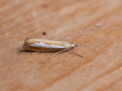 Gelijnde vlakjesmot / Catoptria margaritella