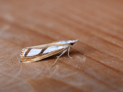 Brede vlakjesmot / Catoptria permutatellus