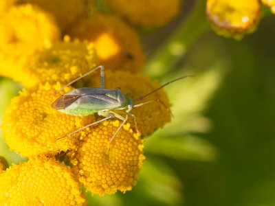 Luzernesierblindwants / Lucerne bug / Adelphocoris lineolatus