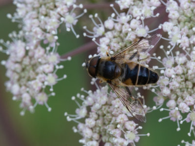 Kegelbijvlieg / Eristalis pertinax