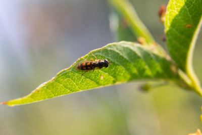 Slanke driehoekszweefvlieg / Melanostoma scalare