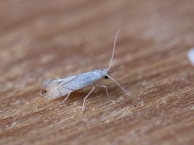 Witte eikenvouwmot / Phyllonorycter harrisella