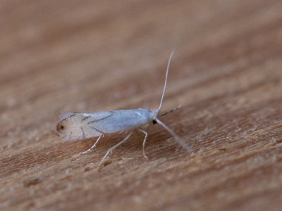 Witte eikenvouwmot / Phyllonorycter harrisella
