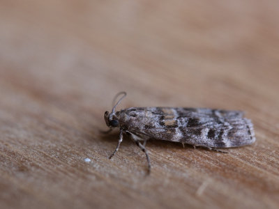 Egale sparappelboorder /  Dioryctria sylvestrella