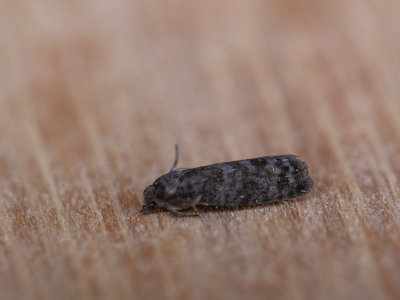 Pruimenmot / Grapholita funebrana