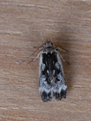 Spikkelpalpmot / Nacampsis blattariella