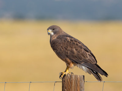 Swainson's Hawk / Prairiebuizerd / Buteo swainsoni