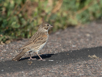 Vesper Sparrow / Avondgors / Pooecetes gramineus