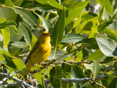 Yellow Warbler / Gele zanger / Setophaga aestiva 