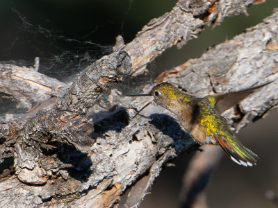 Broad-tailed Hummingbird / Breedstaartkolibrie / Selasphorus platycercus
