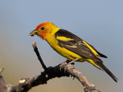 Western Tanager / Louisianatangare / Piranga ludoviciana