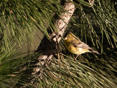 Lesser Goldfinch / Witbandsijs / Carduelis psaltria 
