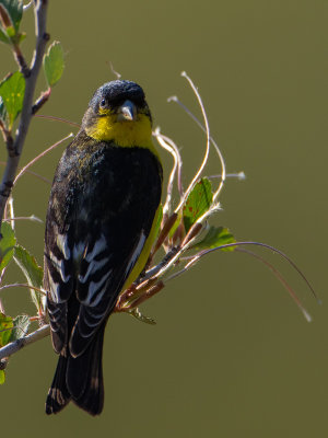 Lesser Goldfinch / Witbandsijs / Carduelis psaltria