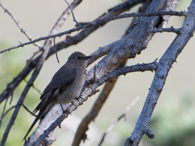 Townsend's Solitaire / Bergsolitaire / Myadestes townsendi