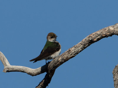 Violet-green Swallow / Groene zwaluw / Tachycineta thalassina