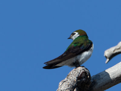 Violet-green Swallow / Groene zwaluw / Tachycineta thalassina