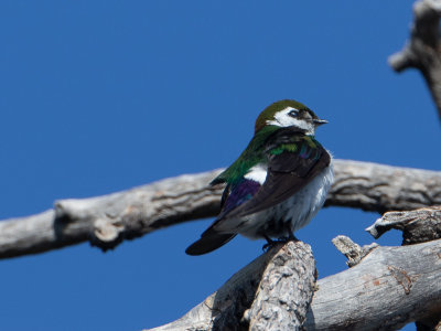 Violet-green Swallow / Groene zwaluw / Tachycineta thalassina