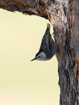 White-breasted Nuthatch / Witborstboomklever / Sitta carolinensis 