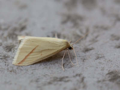 Roodstreepspanner / Vestal / Rhodometra sacraria