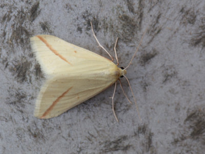 Roodstreepspanner / Vestal / Rhodometra sacraria