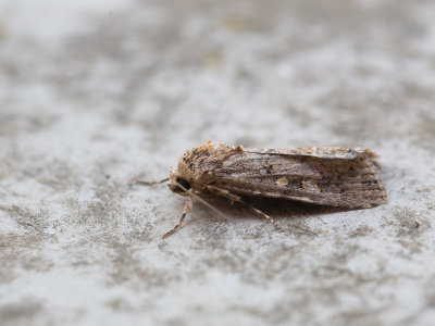 Florida-uil / Small Mottled Willow / Spodoptera exigua