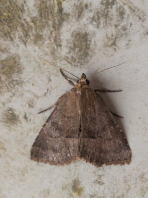 Anthracia ephialtes