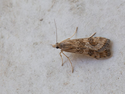 Luipaardlichtmot / Nomophila noctuella